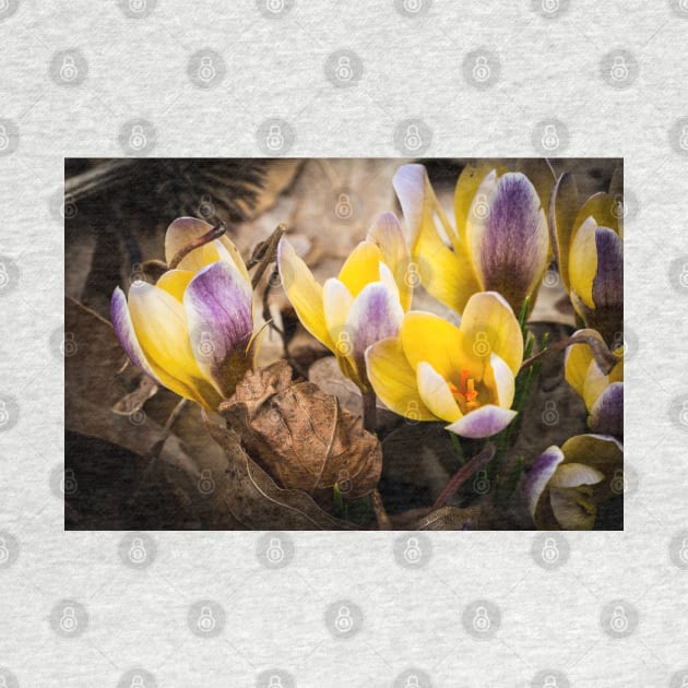 Spring Crocus 1 by Robert Alsop